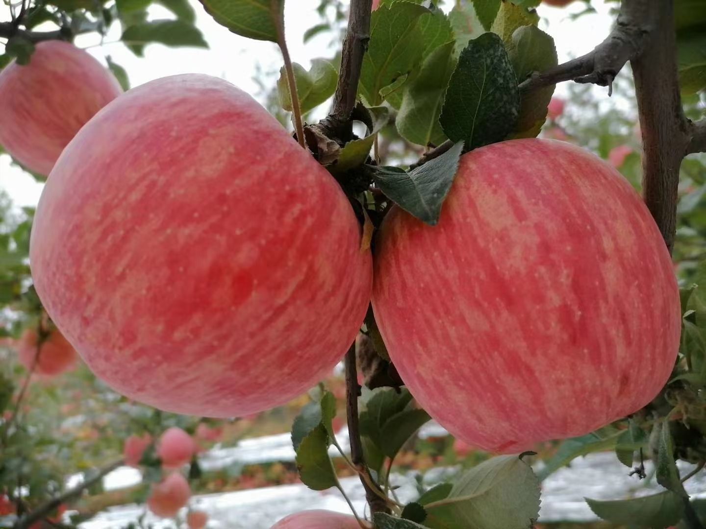 條紅 片紅是否套袋:紙袋產地:陝西省延安市洛川縣品種名:紅富士蘋果