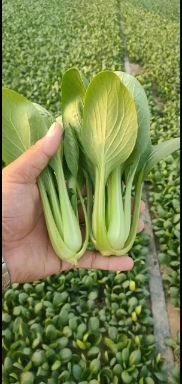 曹县大棚精品上海青