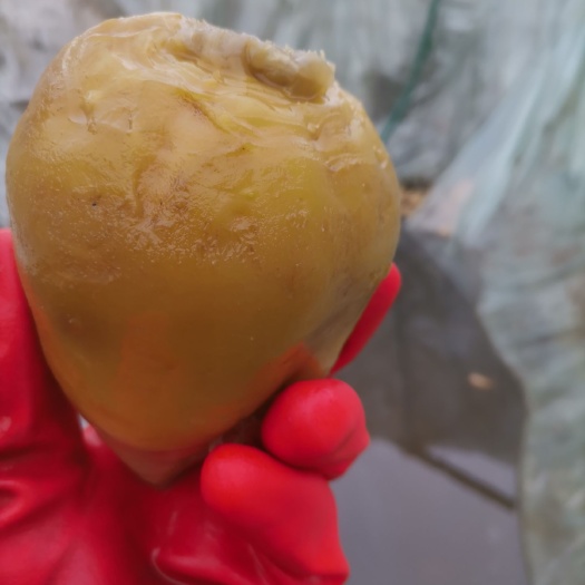 芥菜头  咸菜疙瘩，半成品，批发出售，10吨起批