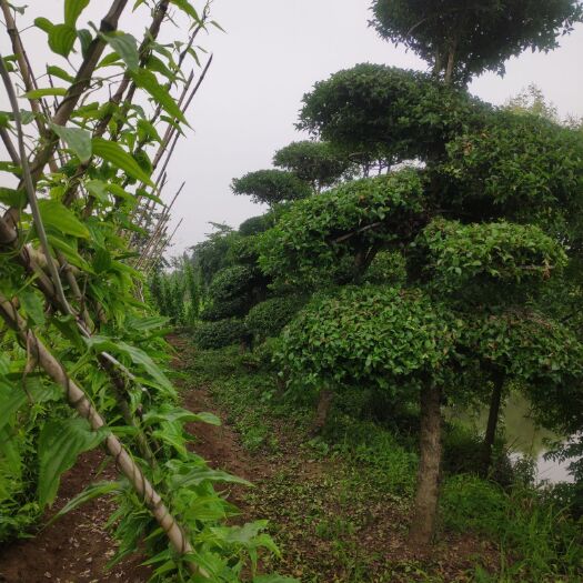 荆门造型刺冬青  柞木树