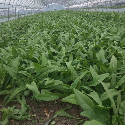 上海青油麦 油麦菜。不起台。