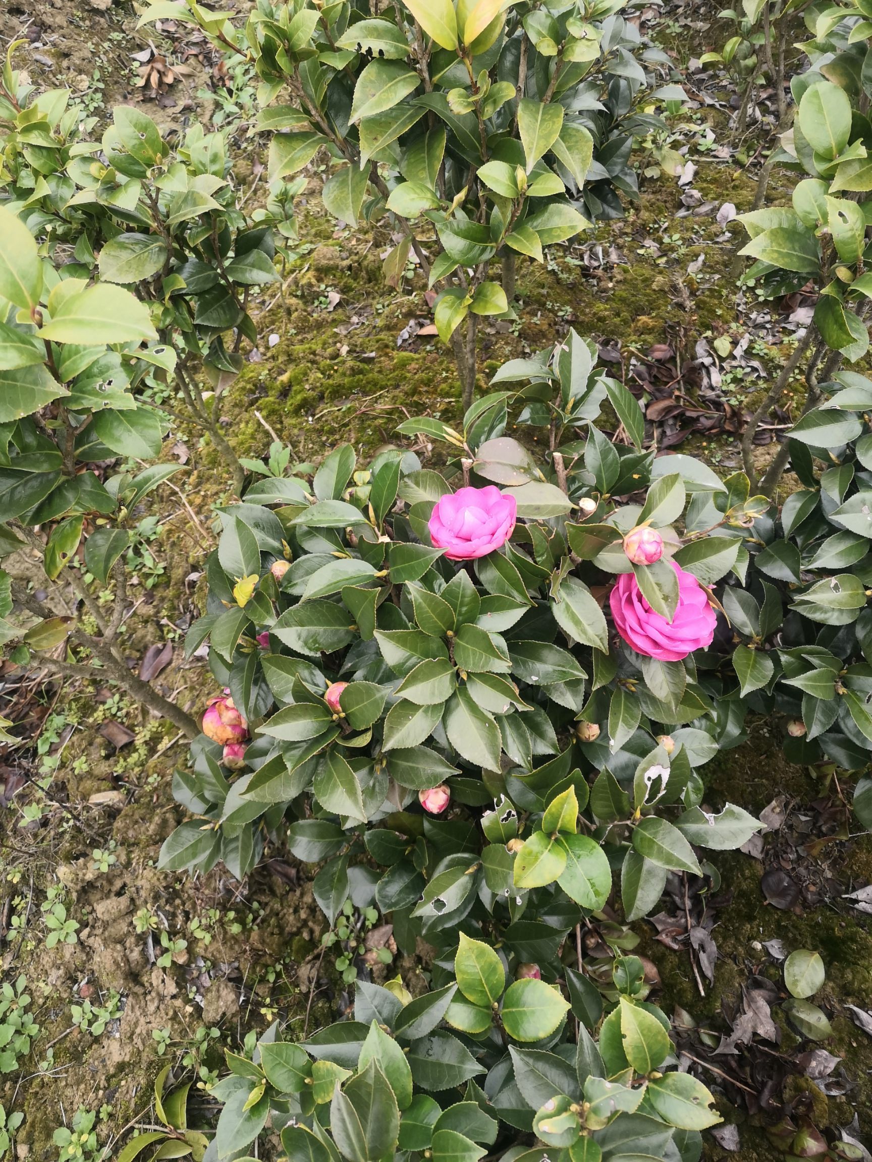 茶花树  茶花七星茶花