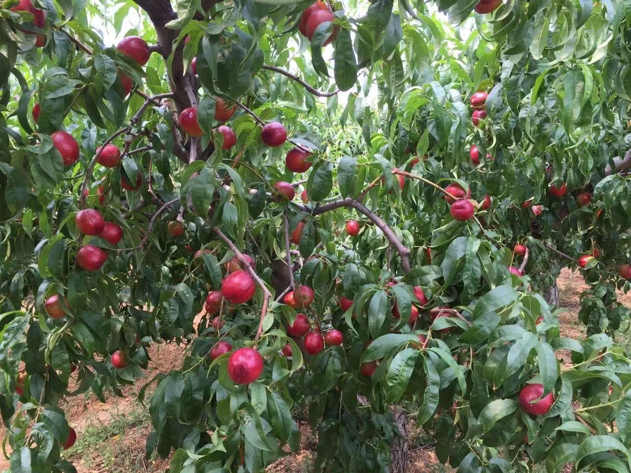 蒙阴桃子麻点黄心红油桃现摘现发脆甜红油桃可食支持一件代发