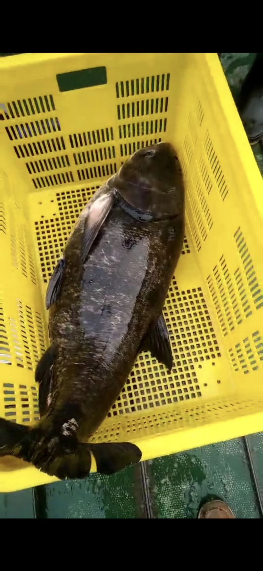 雄魚  千島有機大花鰱  淳魚