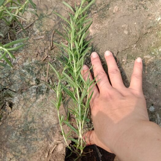 常州常州种植迷迭香