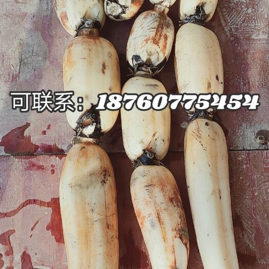 博罗县鄂莲6号  新藕上市，5-10 40-50 长期供应，清炒煮汤凉拌都可以
