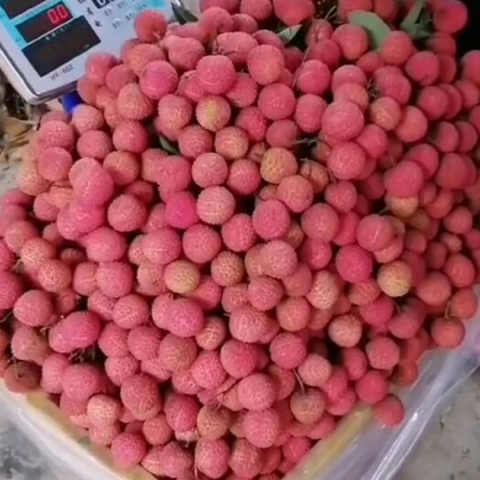 广州桂味荔枝  板头荔枝甘甜可口