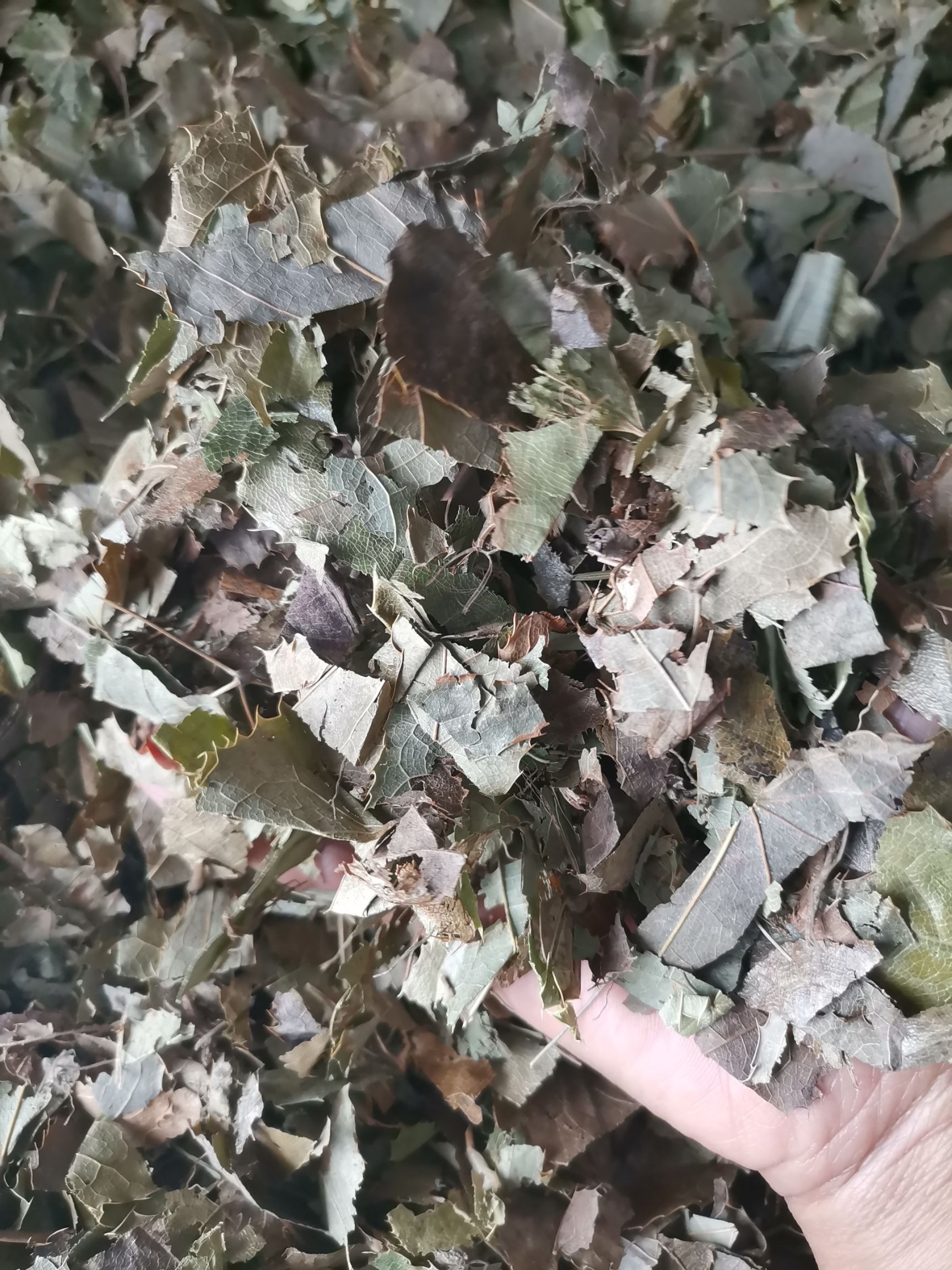 淫羊藿   东北   四川  甘肃  巫山  各种规格