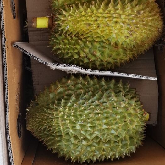 广州 泰国金枕榴莲