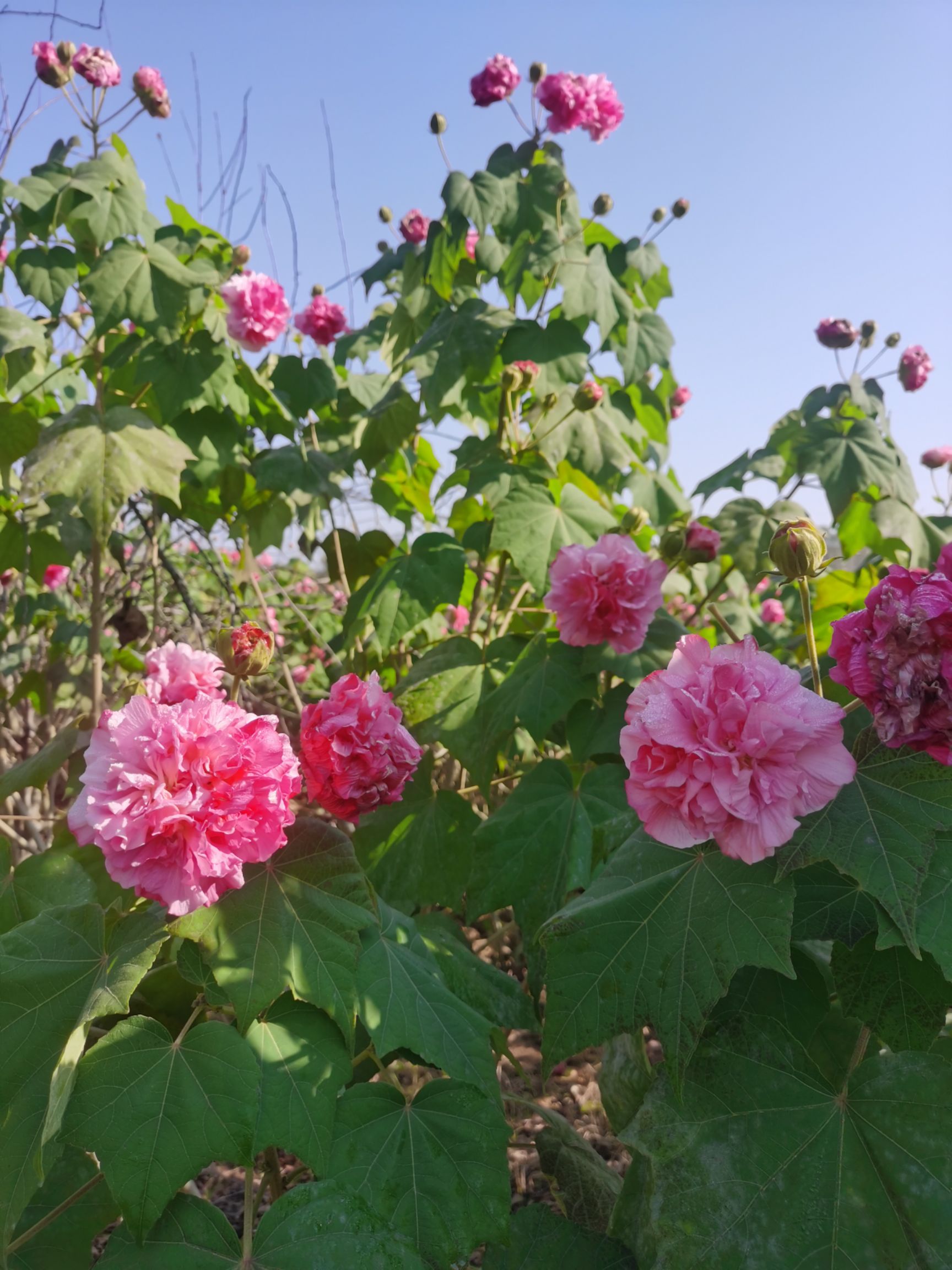 茶花树  茶花七星茶花