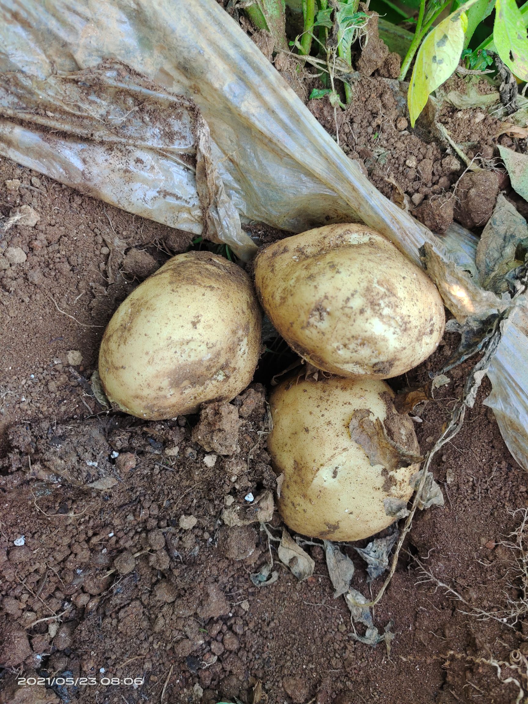 黄心土豆 高山土豆