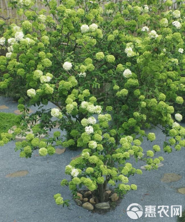 欧洲木绣球玫瑰小苗，可长成树状，开花密度大，花型漂亮