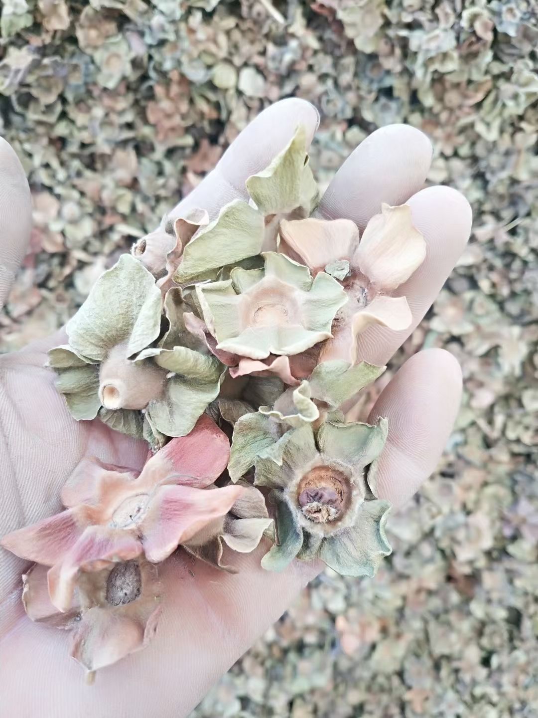 枣庄柿蒂 