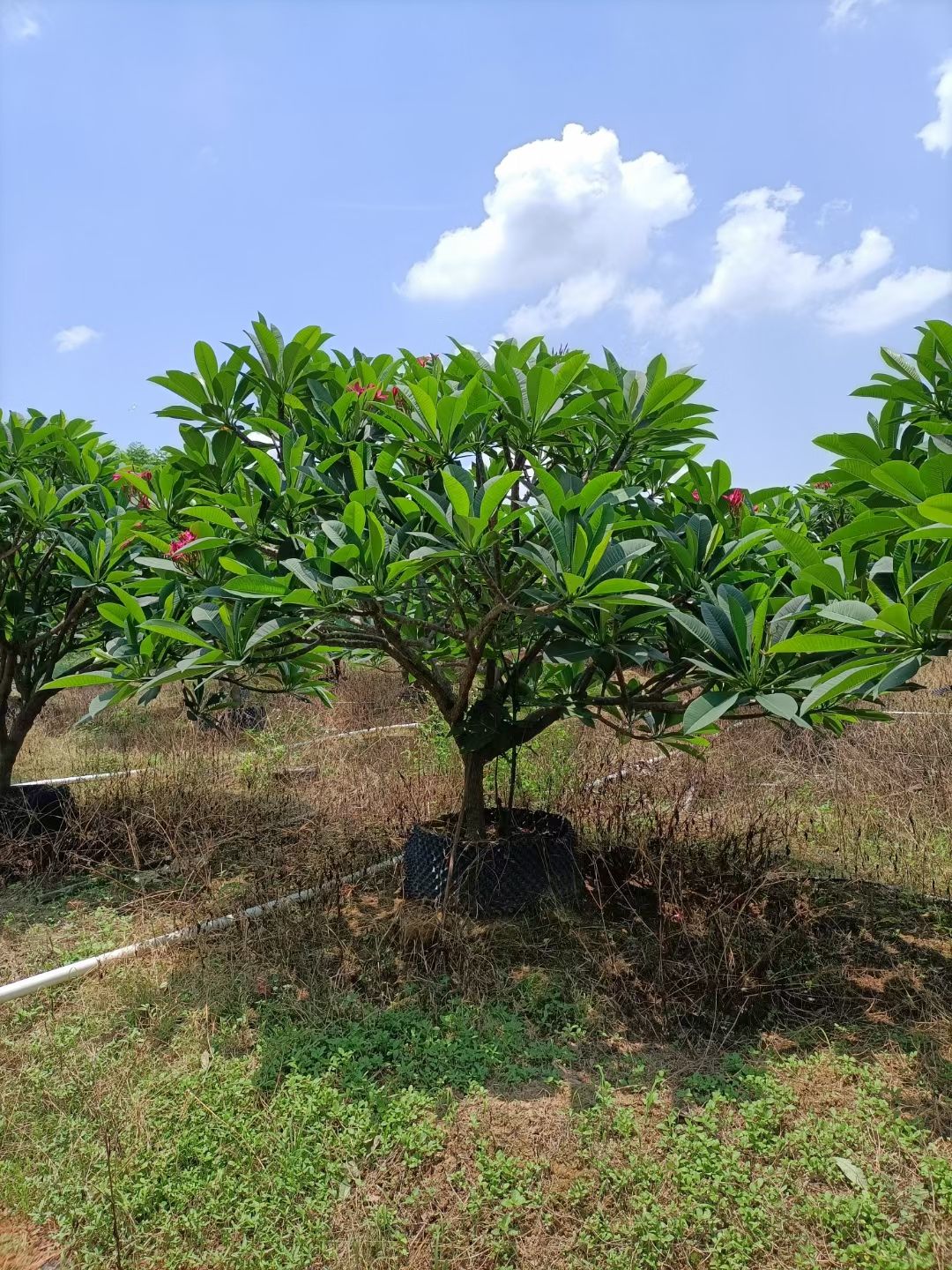 红鸡蛋花  鸡蛋花 地径：7-10-12-15公分大量供应，树冠漂亮