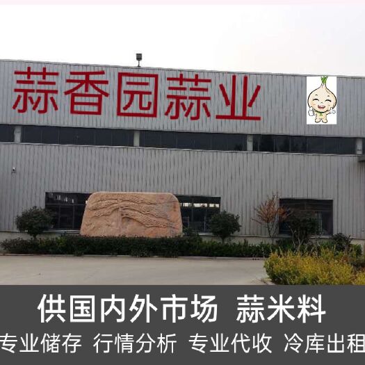 金乡县红皮蒜  专业储存大蒜  实力配资  冷库出租 行情分析