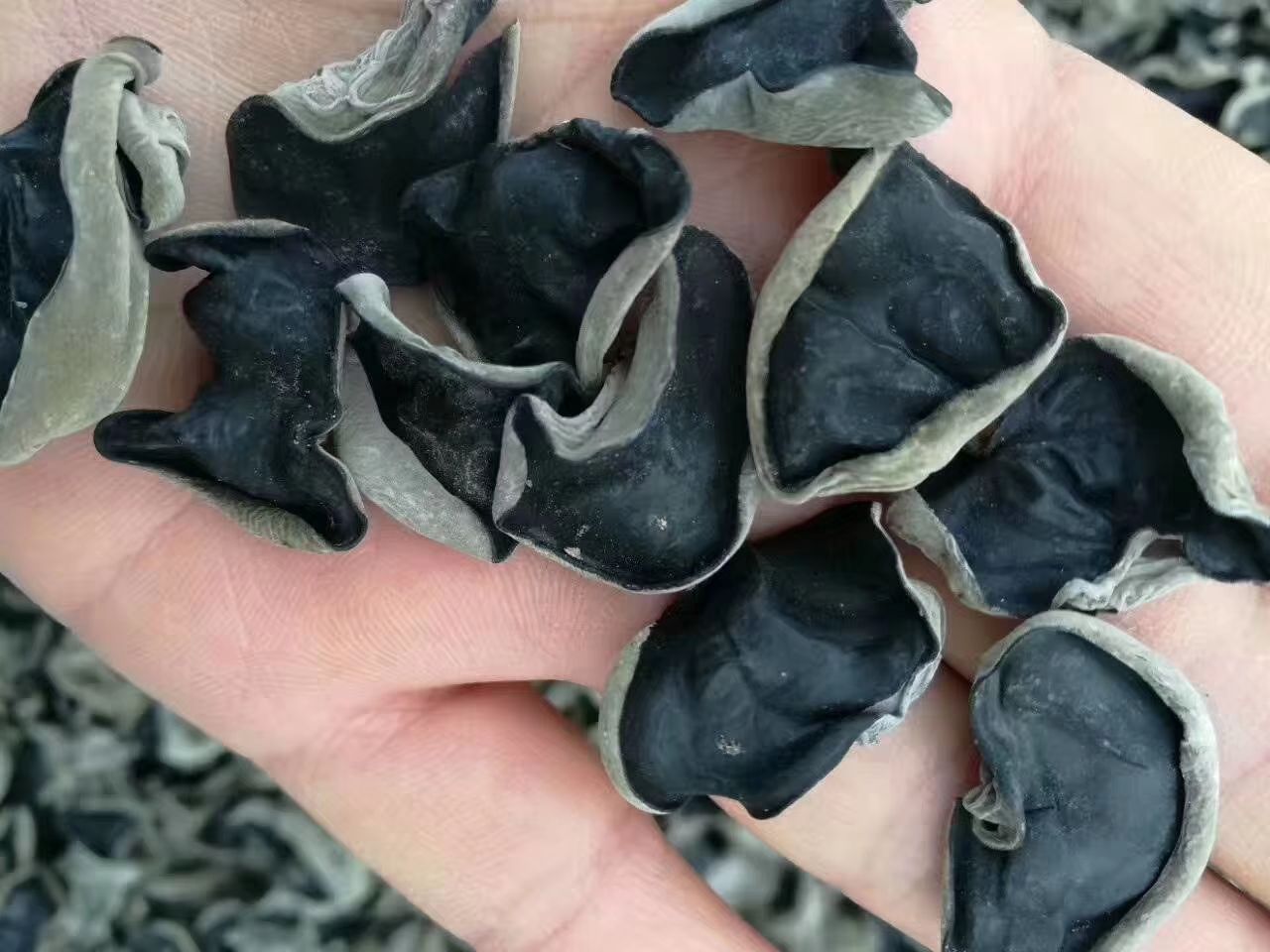 长白山山泉水优质黑木耳肉厚无根火锅食材