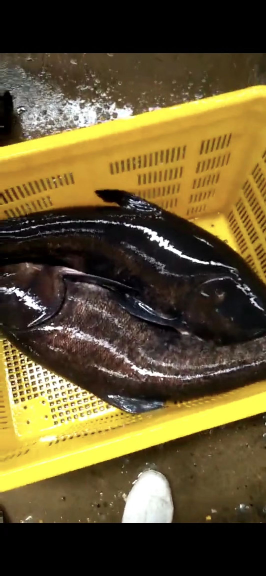 雄魚  千島有機大花鰱  淳魚
