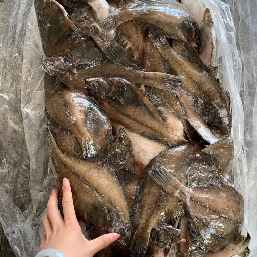 荣成市比目鱼  鲽鱼  宗八鲽 冻品 海鲜市场畅销 板冻 一箱15kg