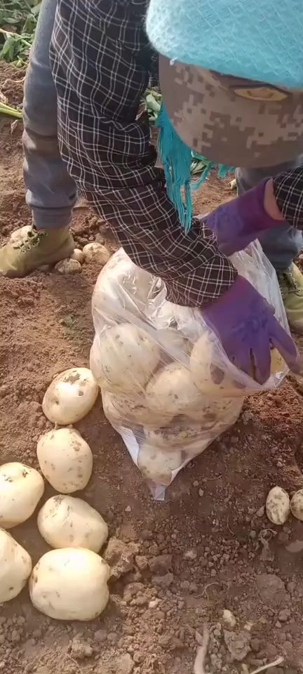 绥中县冷棚大个早大白土豆大量起货供应中