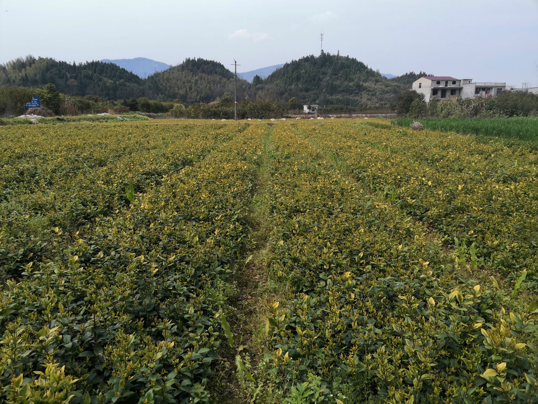 春鹃  杜鹃苗湖北咸宁，自产，24小时发货