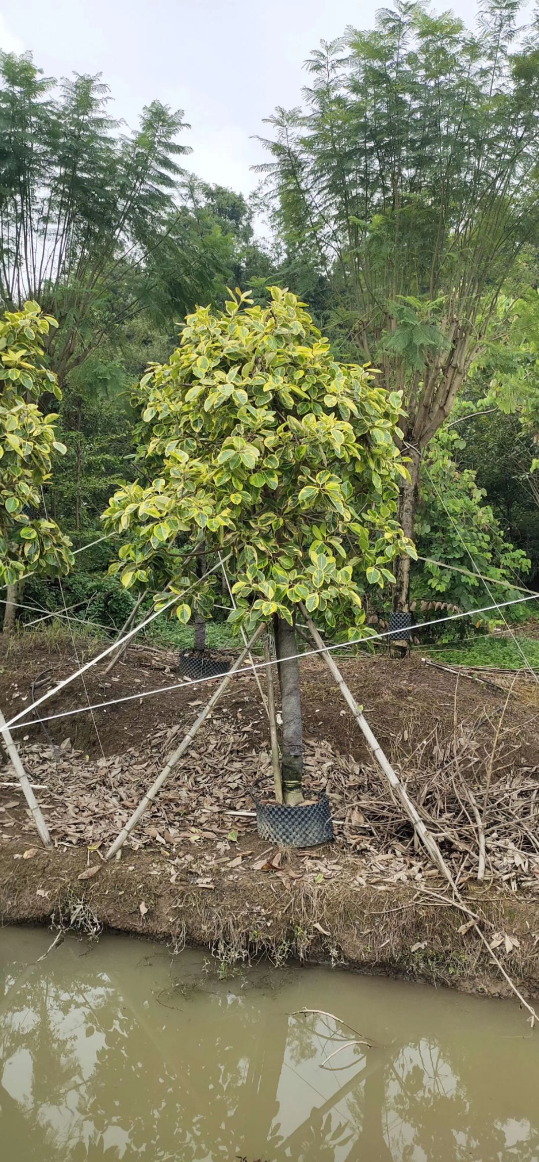 富贵榕 花叶榕 8-15-20公分假植苗批发出售