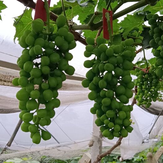 祁东县阳光玫瑰 葡萄