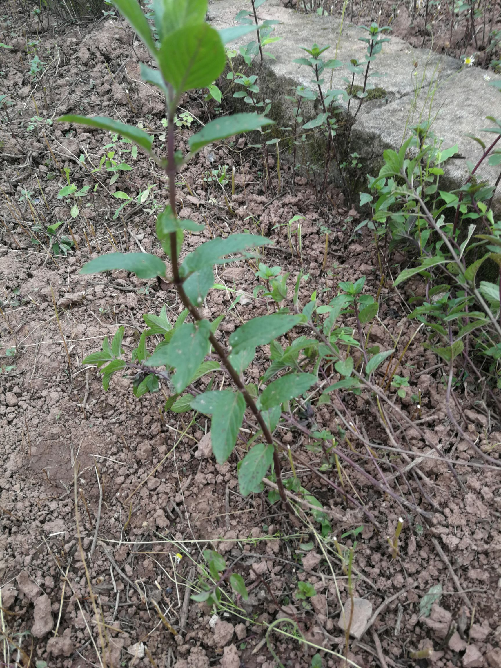 椒樣薄荷苗子(也有鮮葉和干葉)