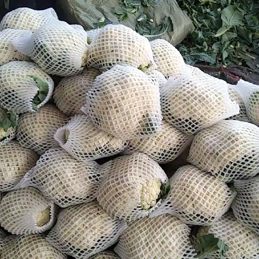 邯郸白花菜花  有机花本地有机散花 大量上市