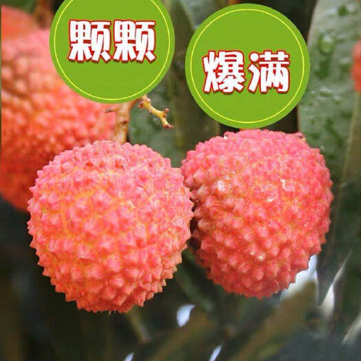 桂平市白糖罂荔枝  预售【一件代发】广西桂味荔枝精选果5斤产地直发ems空运