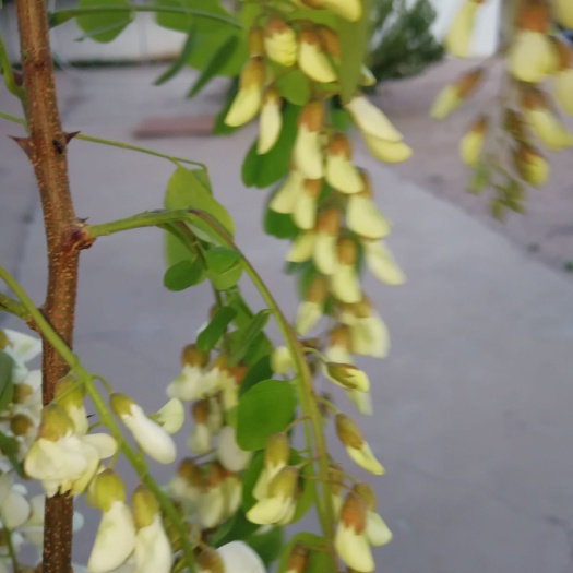 槐树花  深山槐花野外槐花  干净无污染 鲜花  速冻花