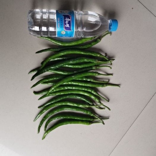 贵溪市线椒  露天种植，辣椒皮薄，