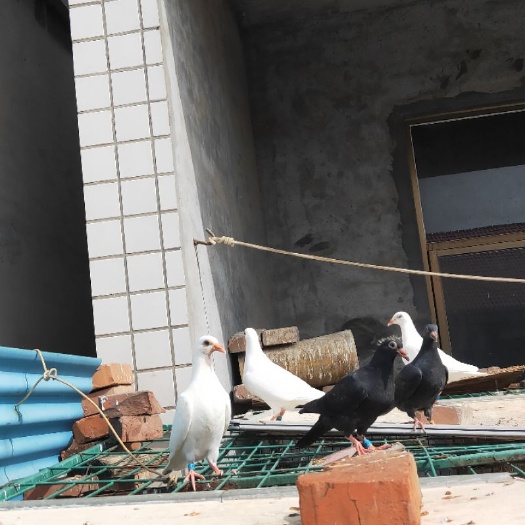 新乡县信鸽 出售沙眼白信，黑信，鱼鳞，大鼻子异色鸽子