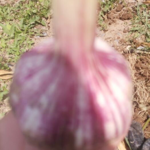 封丘县紫皮蒜 大蒜