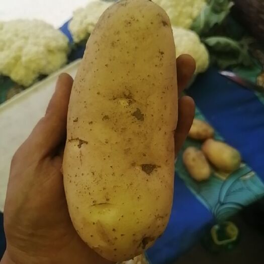 临沂 荷兰土豆