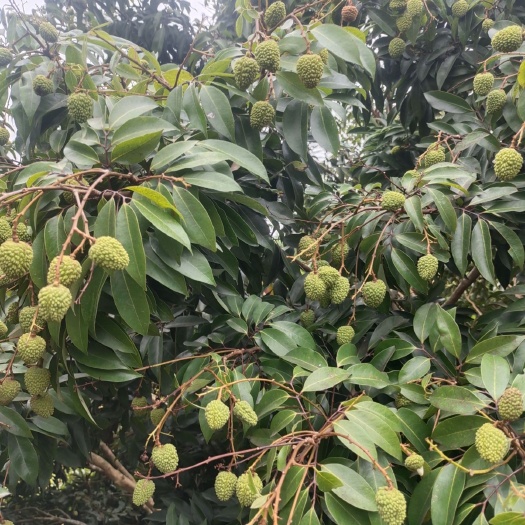 灵山县荔枝之乡广西灵山县龙武果园的桂味荔枝结小果了