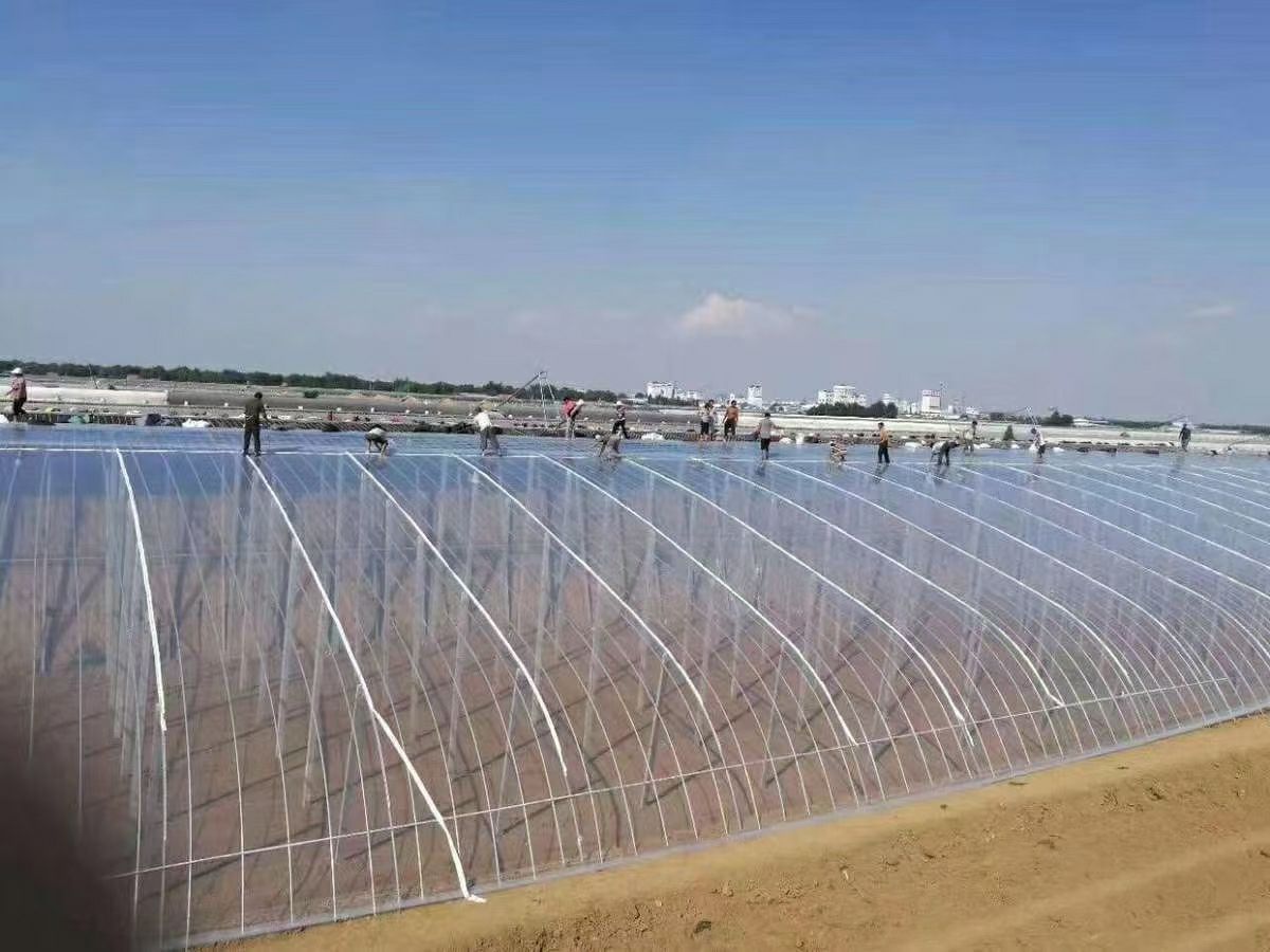 棚膜  西瓜、草莓专用膜，水果花卉专用膜