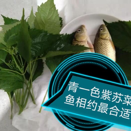 荔波县新鲜紫苏 青一色紫苏菜，专与鱼肉相配想让自己餐多一道不一样的菜请与我联
