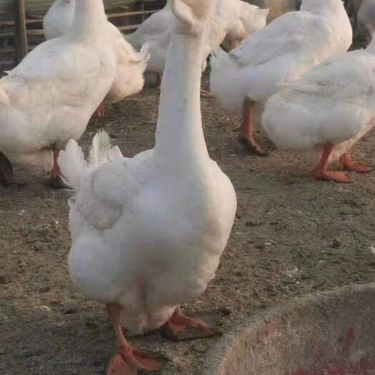 南宁三花鹅苗  大白鹅，肉鹅，大三花鹅