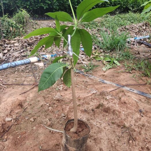 白沙县台农一号芒果苗  台农芒果苗 果形漂亮 种植两年可以结果 产量高
