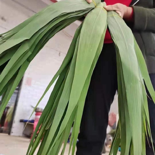 无为市粽叶 粽子叶，芦苇叶原产地供应，寻合作商