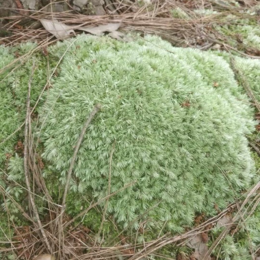 犍为县尖叶蓝花楹 5米以上 