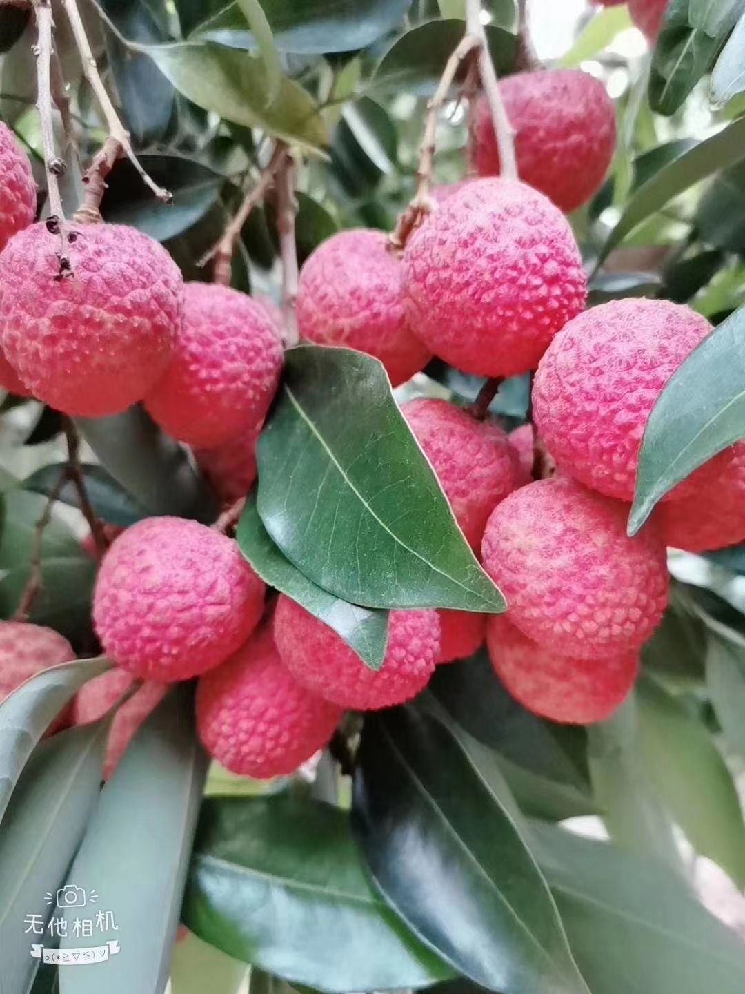 白蜡荔枝 荔枝 白蜡