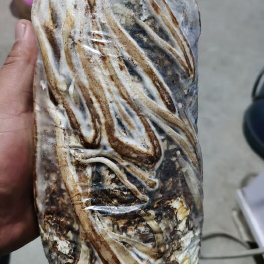 枣庄鸡枞菌菌种 黑皮鸡枞菌研发生产种植销售