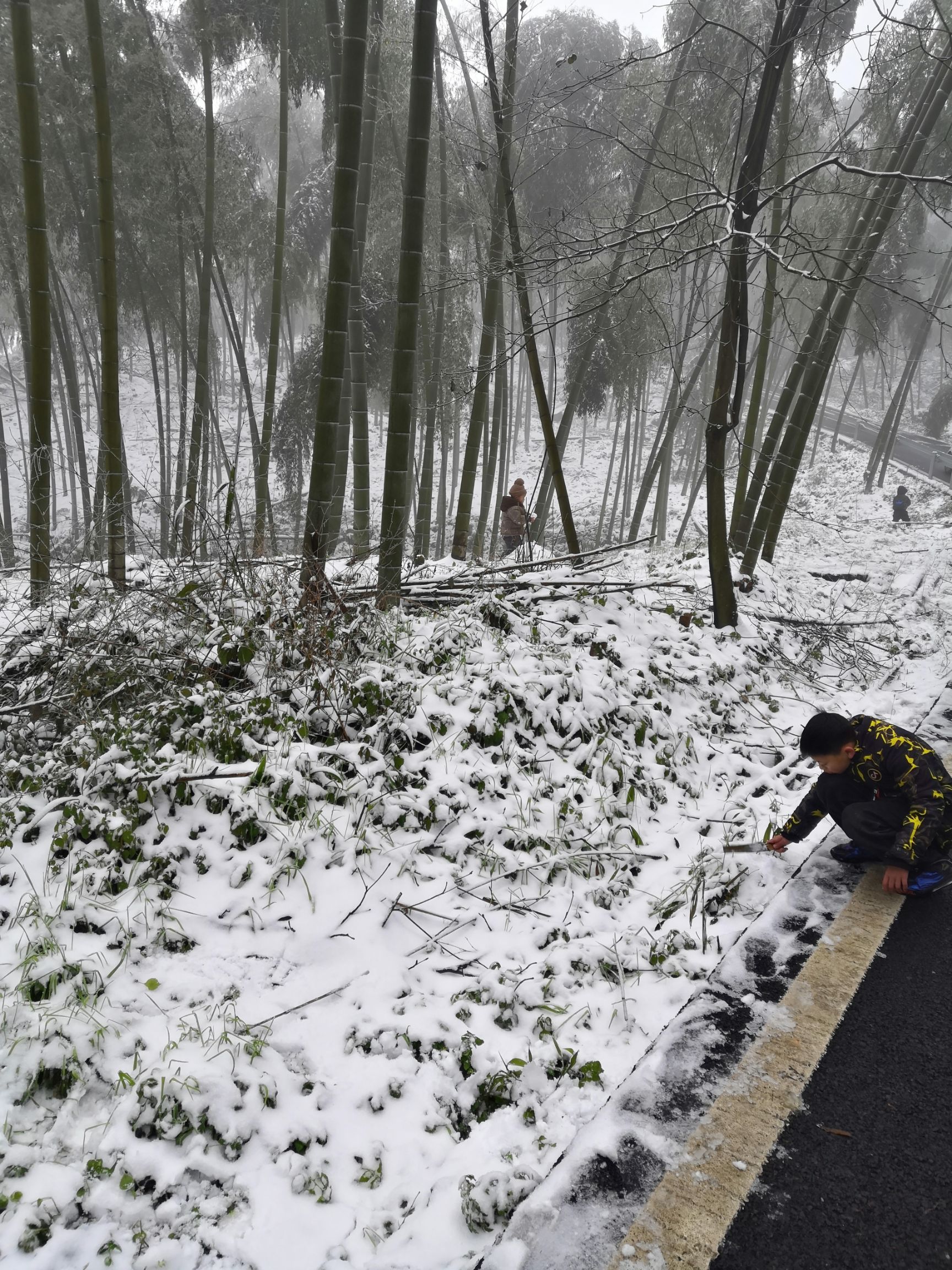 宅基地  养值林地  竹林地  山林