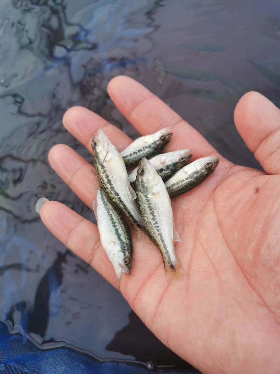 鲈鱼苗 加州3号鲈鱼苗 鱼场批发直销 提供技术指导 包运输
