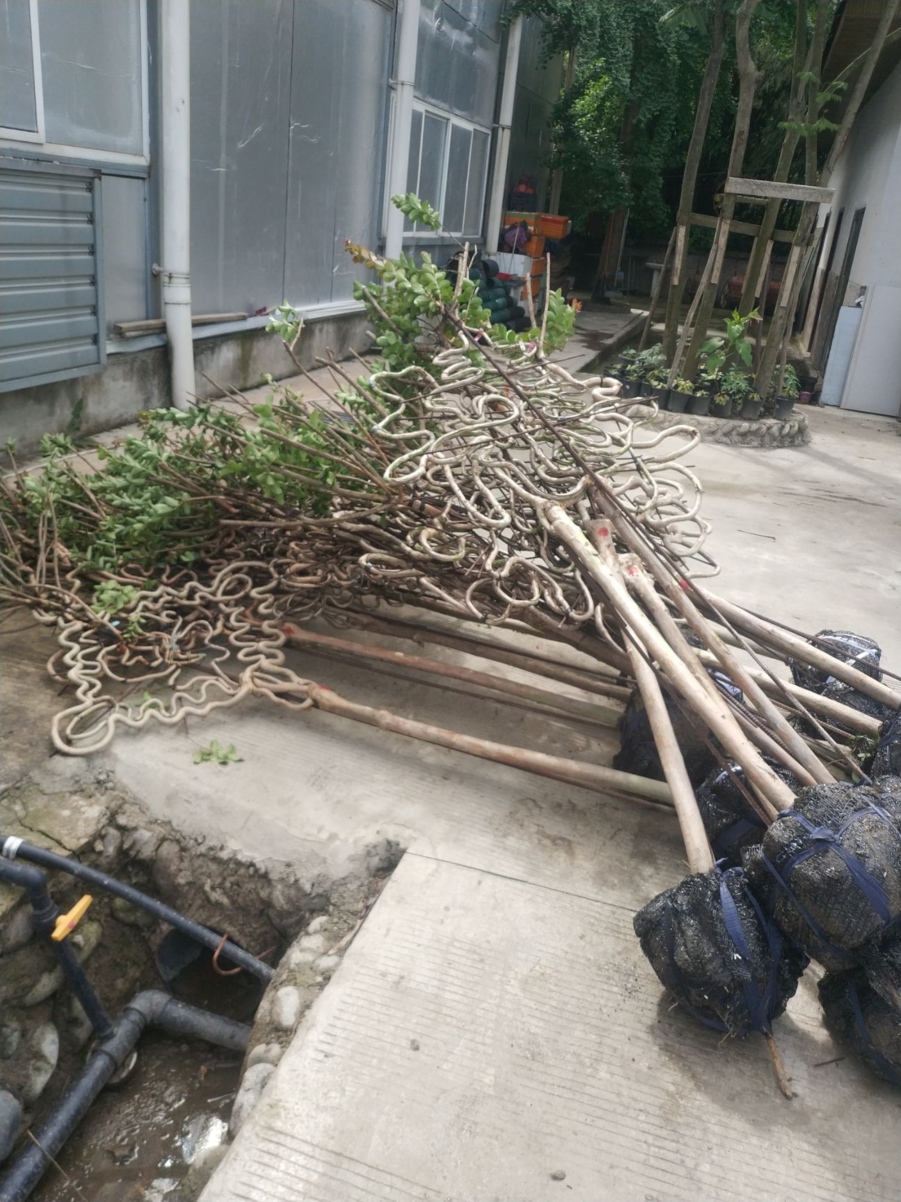 红花紫薇 中国结，5年中国结，愈合中国结。熟苗中国结。