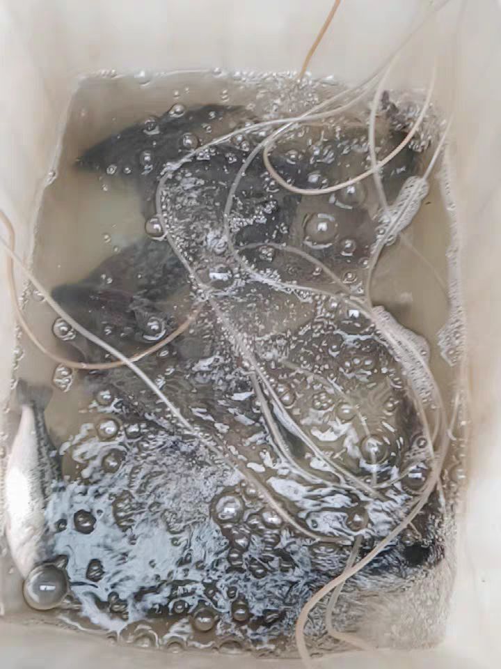 甬灵养鱼增氧泵便携式充电两用增氧机大功率卖鱼打氧机充氧氧气泵