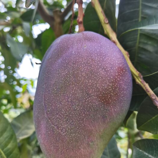 田林县贵妃芒  百色高山晚熟芒果