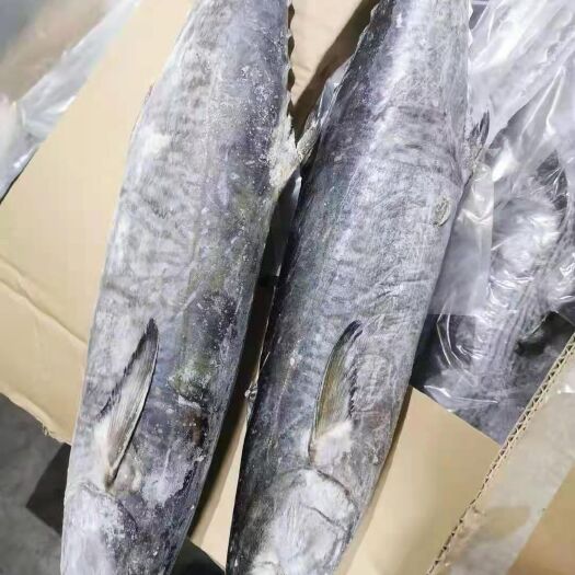 印尼緬甸山東浙江馬達加斯加各產(chǎn)地馬鮫魚，需要的聯(lián)系