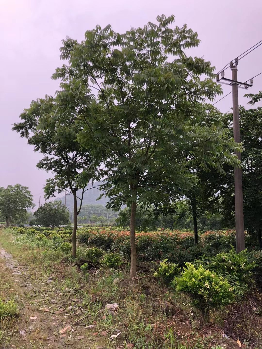 江西省九江市柴桑区供应优质无患子全草中药材